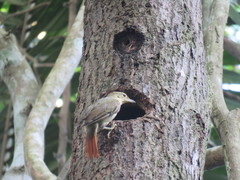 Anabacerthia ruficaudata
