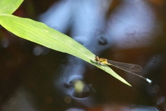Acanthagrion obsoletum