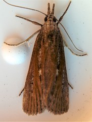 Occidentalia comptulatalis