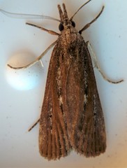 Occidentalia comptulatalis