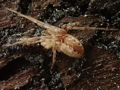Pityohyphantes phrygianus