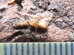 Pityohyphantes phrygianus