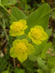 Bupleurum