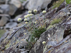 Eriogonum latens
