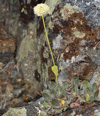 Eriogonum latens