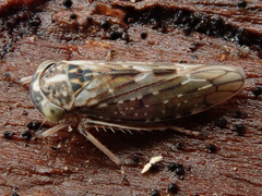 Idiocerus herrichii