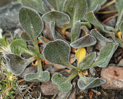 Eriogonum latens