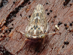 Idiocerus herrichii