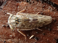 Idiocerus herrichii