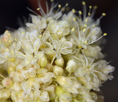 Eriogonum latens