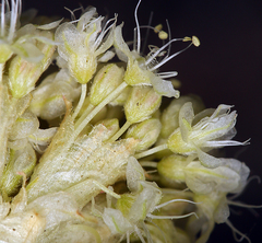 Eriogonum latens