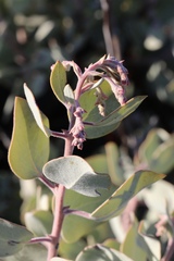 Arctostaphylos malloryi