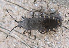 Catorhintha mendica