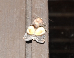 Hampsonodes
