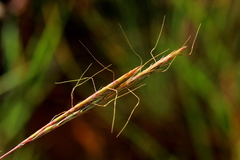 Aristida congesta