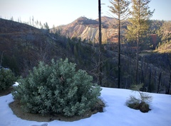 Arctostaphylos malloryi