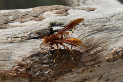 Polistes kaibabensis