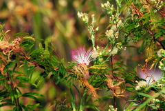 Calliandra parvifolia