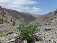 Solanum brachyantherum