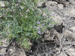 Solanum brachyantherum