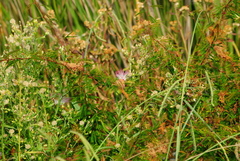 Calliandra parvifolia