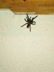 Tliltocatl epicureanus