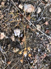 Lomatium marginatum