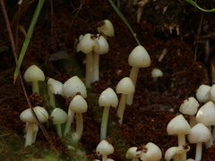 Termitomyces microcarpus