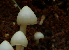 Termitomyces microcarpus