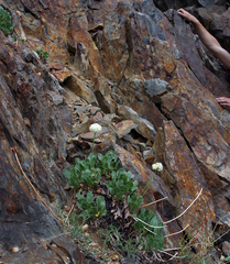 Eriogonum latens