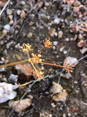 Lomatium marginatum