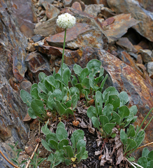 Eriogonum latens