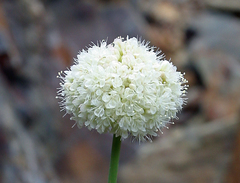 Eriogonum latens