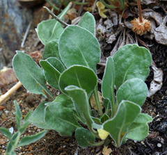 Eriogonum latens