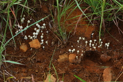 Termitomyces microcarpus