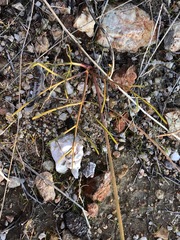 Lomatium marginatum