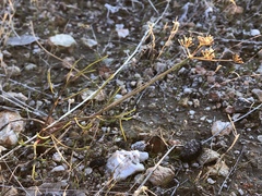 Lomatium marginatum
