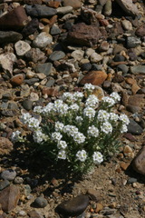 Ptilotrichum canescens