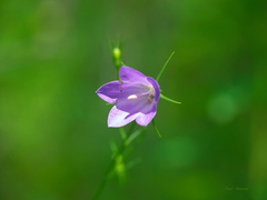 Campanula petiolata