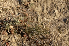 Lomatium marginatum