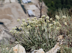 Eriogonum latens