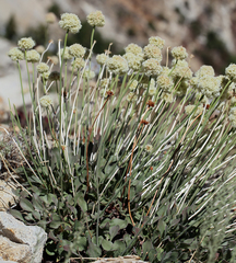 Eriogonum latens