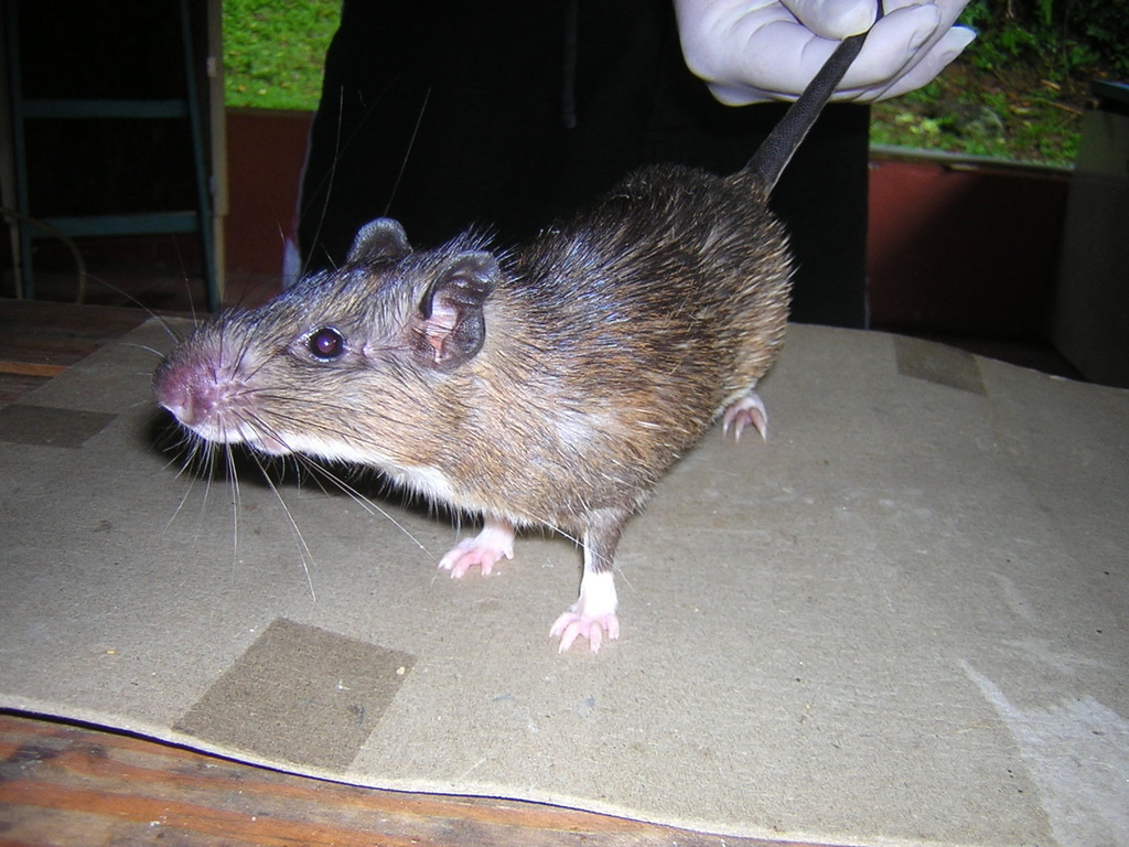 Ihering's Atlantic Spiny-Rat