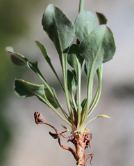 Eriogonum latens