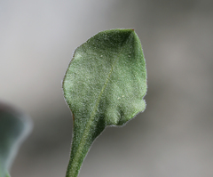 Eriogonum latens