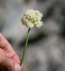 Eriogonum latens