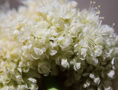 Eriogonum latens