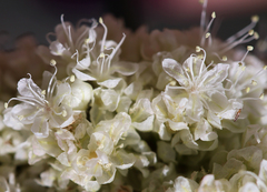 Eriogonum latens