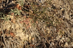 Lomatium marginatum