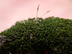 Campylostelium laegerae